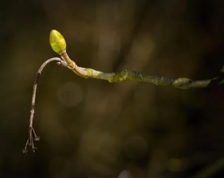 Twig of maple with new bud Stock Photos
