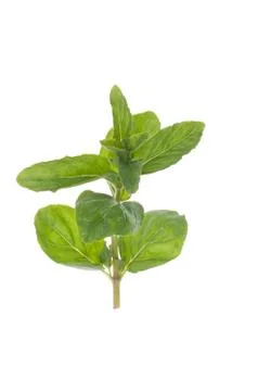 Twig of mint Stock Photos