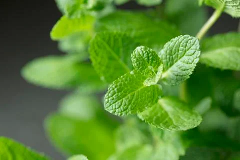 Twig of mint 스톡 사진