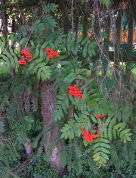 Twig of a mountain ash Stock Photos