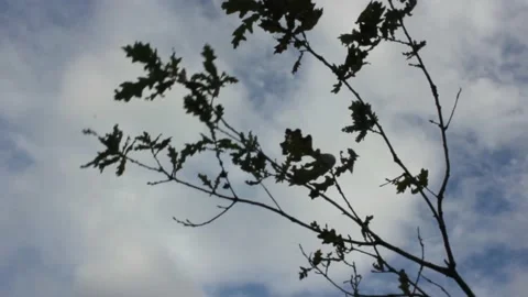 Twig moving in a windy day Stock Footage 219237814
