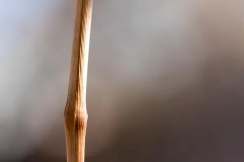 Twig in nature Stock Photos