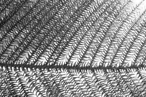 Twig with needles Photos