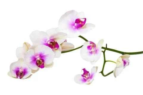 Twig orchid Stock Photos