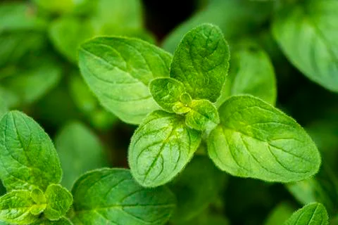 Twig of oregano Stock Photos