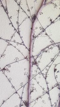 Twig pattern of ivy vine on white plaster wall surface with copy space Stock Photos