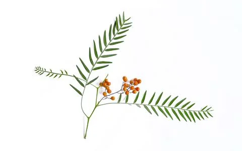 Twig of Peruvian pepper Stock Photos