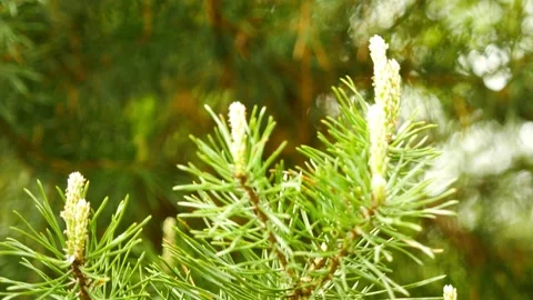 A twig of the pine tree closeup.Green pine tree. Vídeos de archivo 131073018