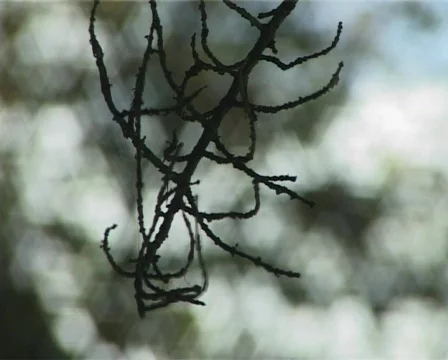 Twig rackfocus Stock Footage 134450