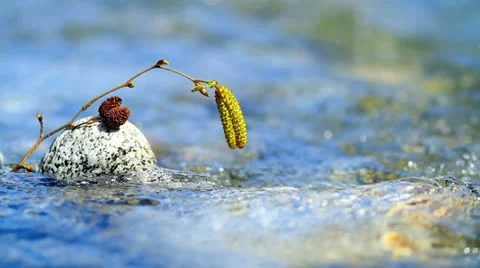Twig in rapid stream. Stock Footage 22676586