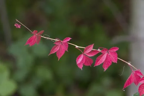 Twig with red leaves close up Stock Photos