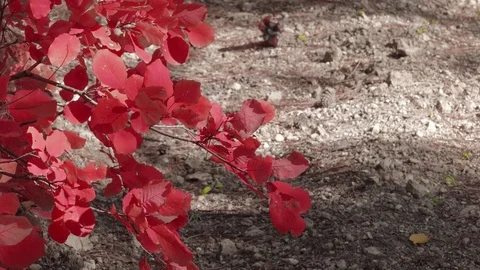  Twig with red leaves in sunlight Stock Footage 81205302