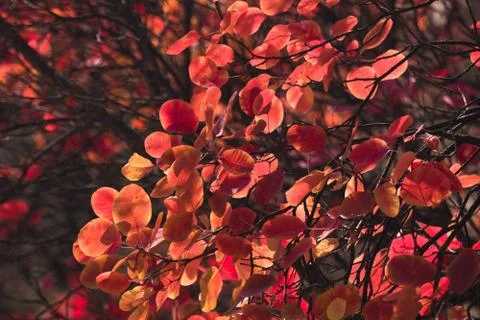 Twig with red leaves in sunlight Stock Photos