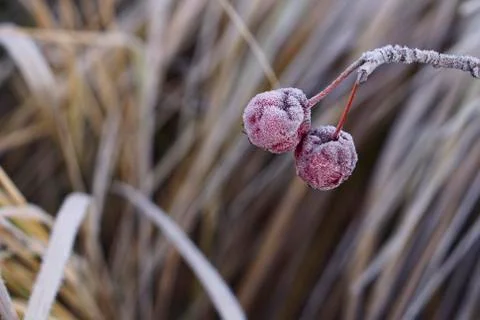 Twig with red small wild apple (paradise apple) Stock Photos