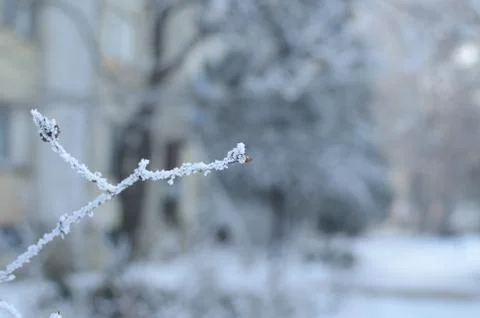 Twig with Rime Stock Photos