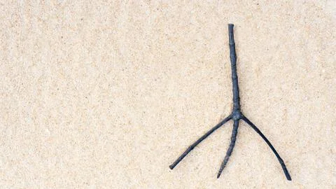 Twig on sand 스톡 사진