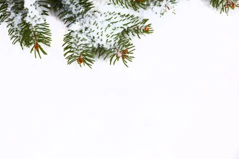 Twig with snow on white Stock Photos