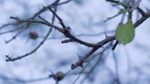 Twig with spikes in winter 스톡 동영상 71157624