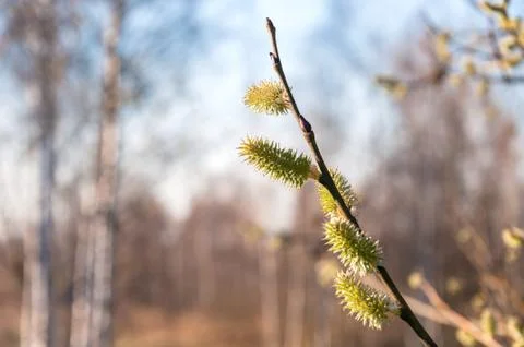 Twig with spring buds Stock Photos