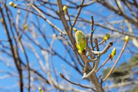 Twig with spring buds Stock Photos
