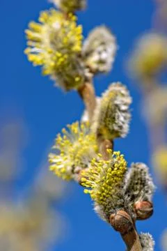 Twig with spring buds Stock Photos