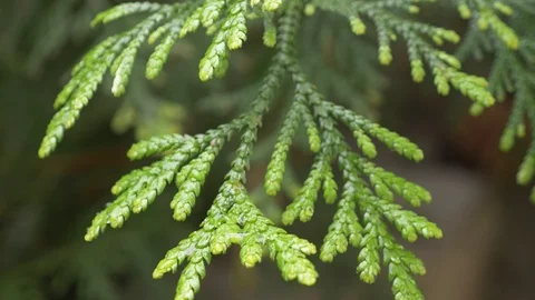 A twig of thuya close up with a drop of rain water on a green background. 4k Stock Footage 89868128