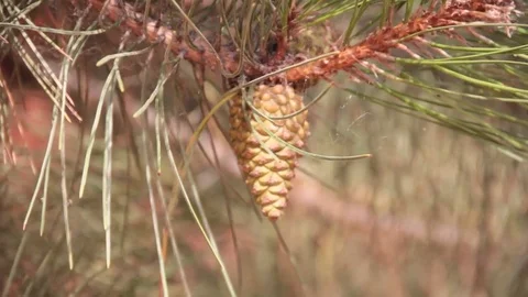 Twig tree branch Stock Footage 79830882