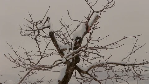 Twig of tree covered by snow falling. Nature in winter season Stock Footage 100232233