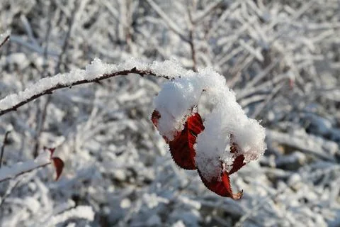 A twig of a tree in fluffy snow Stock Photos