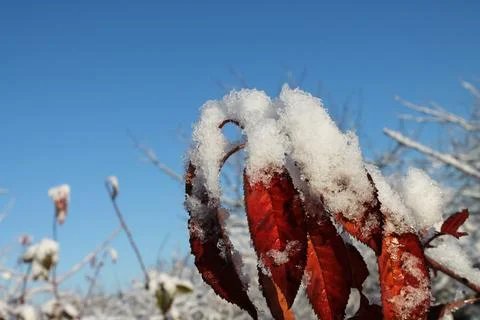 A twig of a tree in fluffy snow Stock Photos