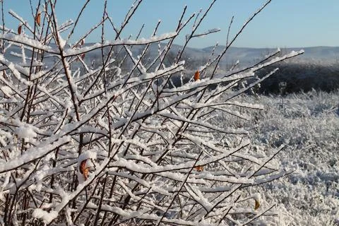 A twig of a tree in fluffy snow Stock Photos