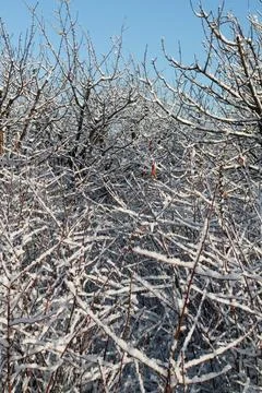 A twig of a tree in fluffy snow Stock Photos