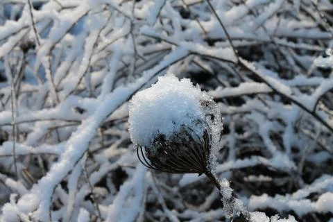 A twig of a tree in fluffy snow Stock Photos