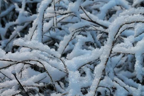 A twig of a tree in fluffy snow Stock Photos