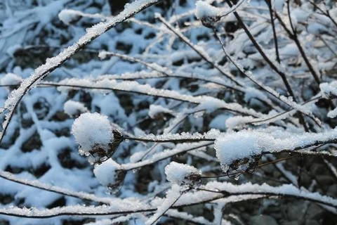 A twig of a tree in fluffy snow Stock Photos