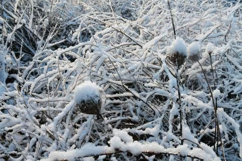 A twig of a tree in fluffy snow Stock Photos