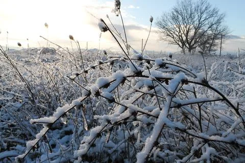 A twig of a tree in fluffy snow Stock Photos