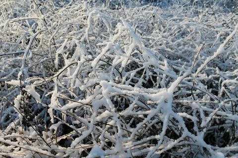 A twig of a tree in fluffy snow Stock Photos