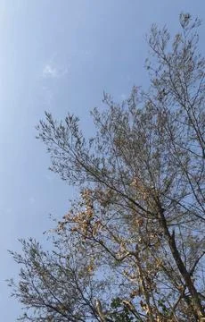 Twig tree Foto stock