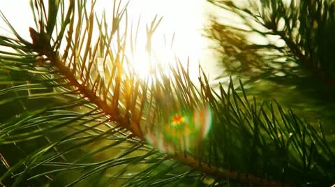 Twig tree. a ray of sunshine Stock Footage 20564242
