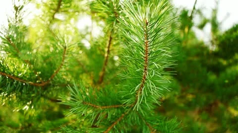 Twig tree. a ray of sunshine. Stock Footage 20564855