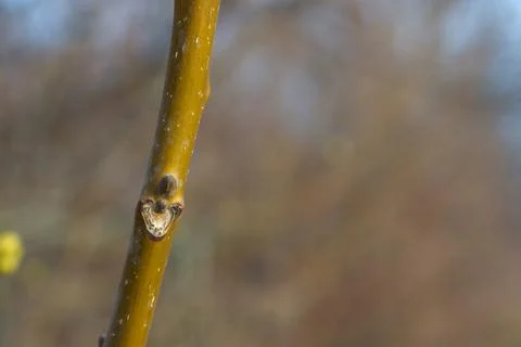 A twig of a tree on a winter day as a background. Stock Photos