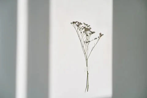 A twig on a white background in the rays of sunlight. Beautiful abstract Stock Photos