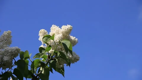 Twig of white lilac Stock Footage 125340420