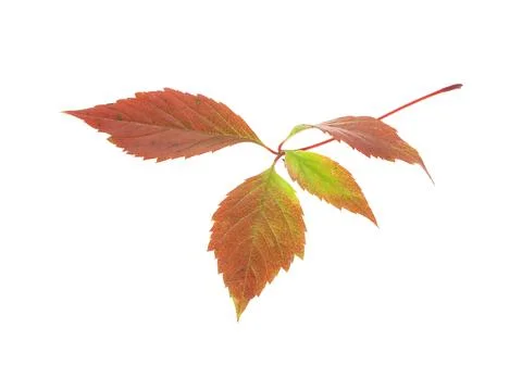 Twig of the wild grapes. Stock Photos