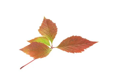 Twig of the wild grapes. Stock Photos