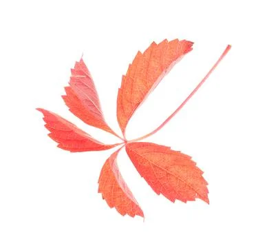 Twig of the wild grapes. Stock Photos