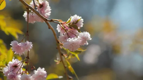 Twig in the wind Video stock 50882521