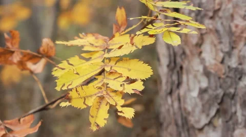 Twig with yellow leaves Stock Footage 56910690