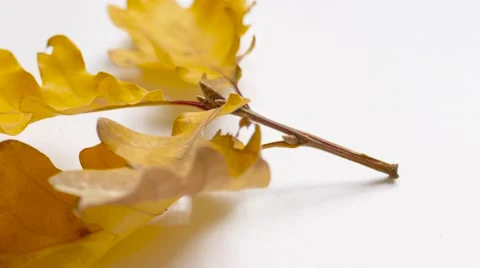 Twig with yellow leaves Stock Footage 68933757